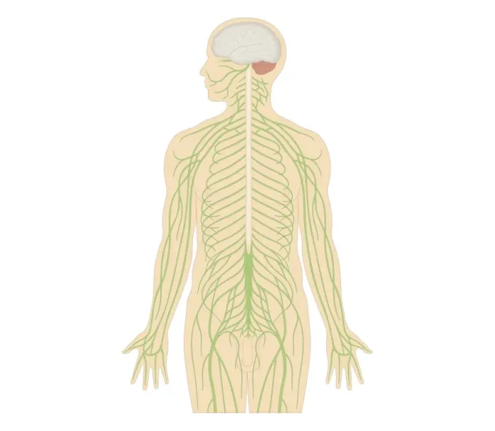 Framed Print : Cross section biomedical illustration of structure of the nervous system in adult male Framed Print : Cross section biomedical illustration of structure of the nervous system in adult male