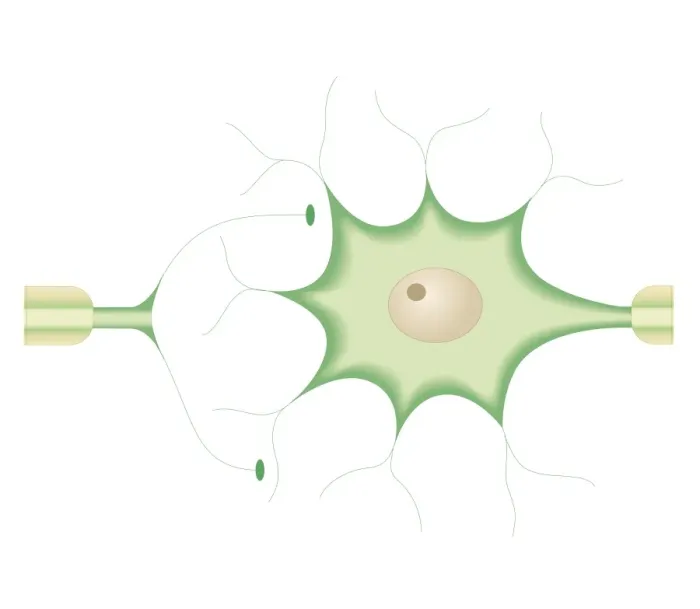 Framed Print : Cross section biomedical illustration of synapses between nerve cells Framed Print : Cross section biomedical illustration of synapses between nerve cells