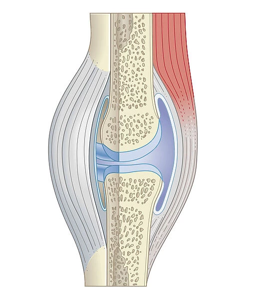 Cross section biomedical illustration of synovial joint