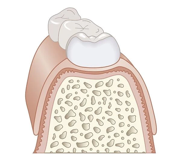 Cross section biomedical illustration of teeth, dentin, and bone, close-up