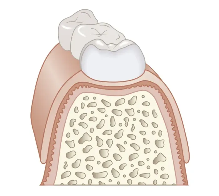 Framed Print : Cross section biomedical illustration of teeth, dentin, and bone, close-up Framed Print : Cross section biomedical illustration of teeth, dentin, and bone, close-up