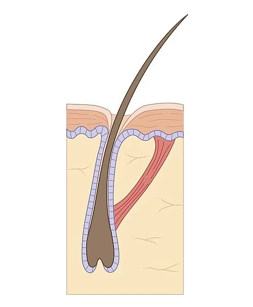 Cross section biomedical illustration of telogen (resting) phase of hair follicle, and arrectores pilorum muscle