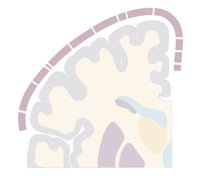 Framed Print : Cross section biomedical illustration of touch map of human brain Framed Print : Cross section biomedical illustration of touch map of human brain