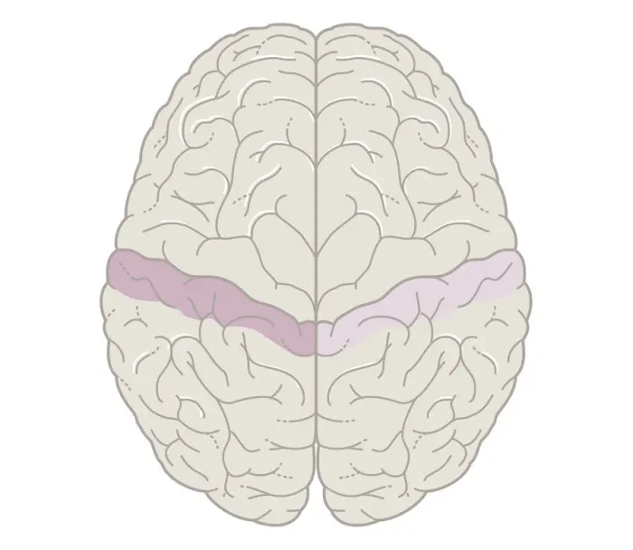 Framed Print : Cross section biomedical illustration of touch map of human brain Framed Print : Cross section biomedical illustration of touch map of human brain