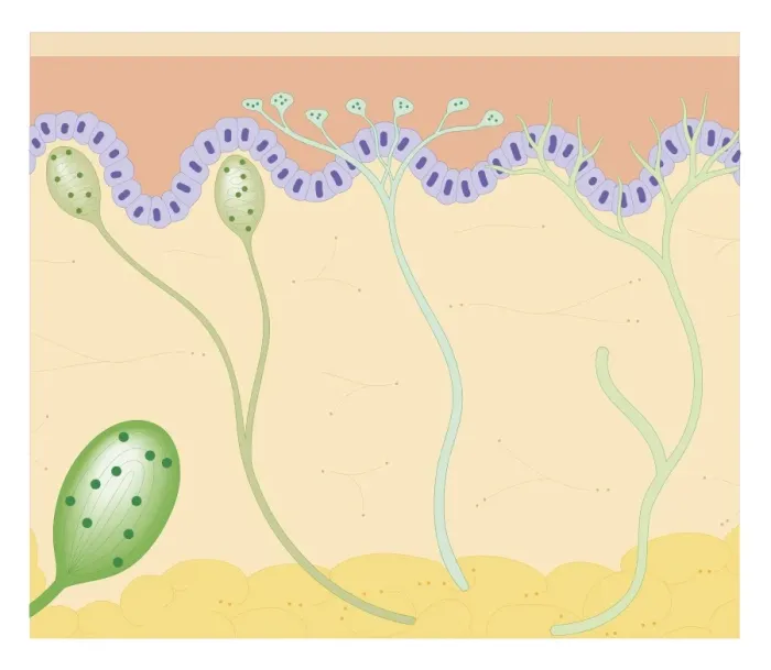 Framed Print : Cross section biomedical illustration of touch receptors in human skin Framed Print : Cross section biomedical illustration of touch receptors in human skin
