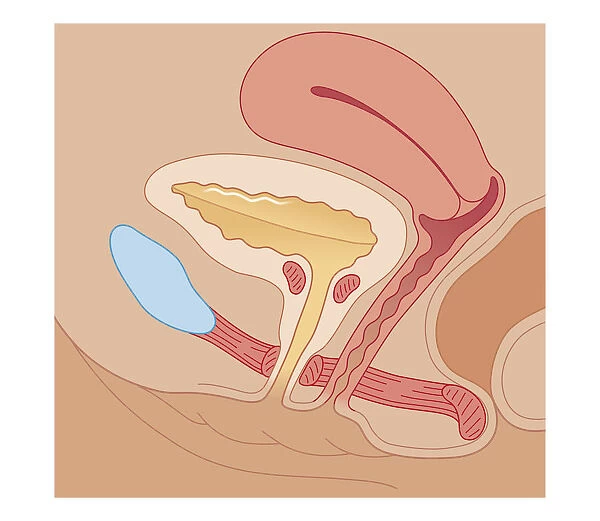 Cross section biomedical illustration of urination control, empty bladder