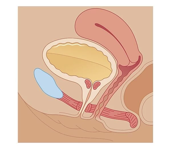 Cross section biomedical illustration of urination control, full bladder