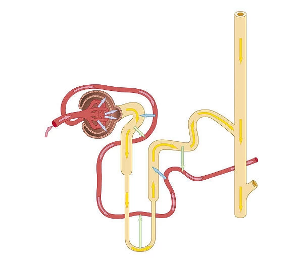 Cross section biomedical illustration of urine formation by nephron, and excretion