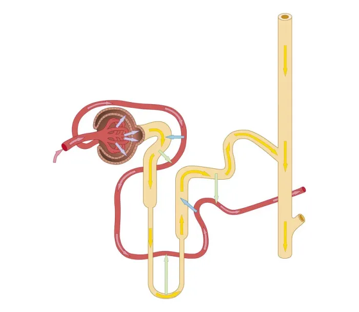 Framed Print : Cross section biomedical illustration of urine formation by nephron, and excretion Framed Print : Cross section biomedical illustration of urine formation by nephron, and excretion