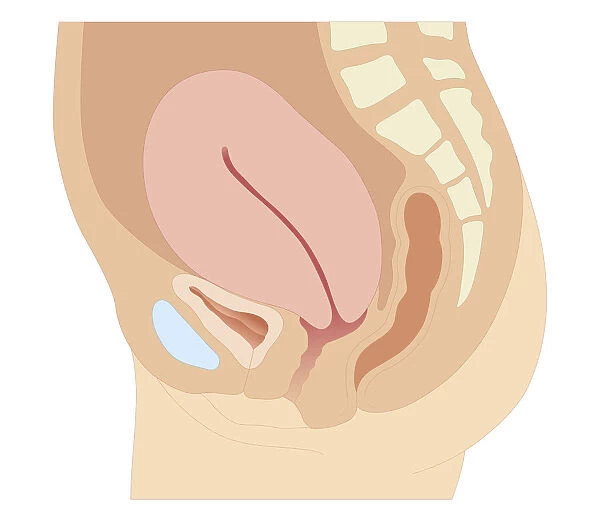 Cross section biomedical illustration of uterus after giving birth