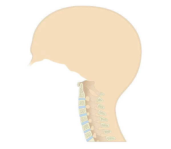 Cross section biomedical illustration of vertebral column in neck showing cervical curve and cervical vertebrae, close-up