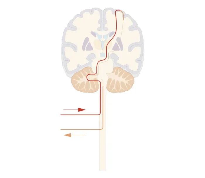 Framed Print : Cross section biomedical illustration of voluntary pathway of human brain Framed Print : Cross section biomedical illustration of voluntary pathway of human brain