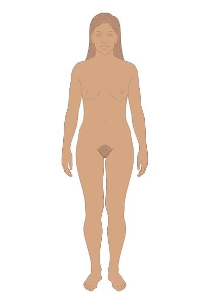 Cross section biomedical illustration of young woman after puberty