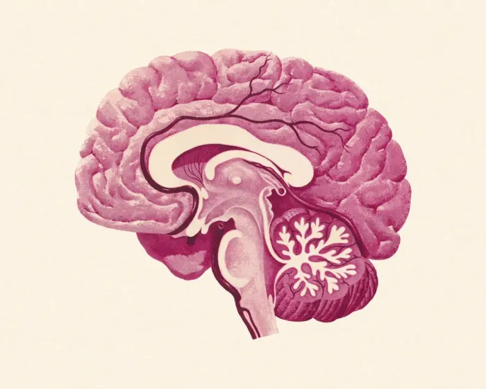 Framed Print : Cross Section of a Brain Framed Print : Cross Section of a Brain