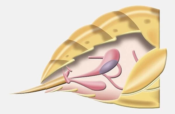 Cross-section diagram of abdomen of Wasp (Hymenoptera), including sting and venom sac, side view