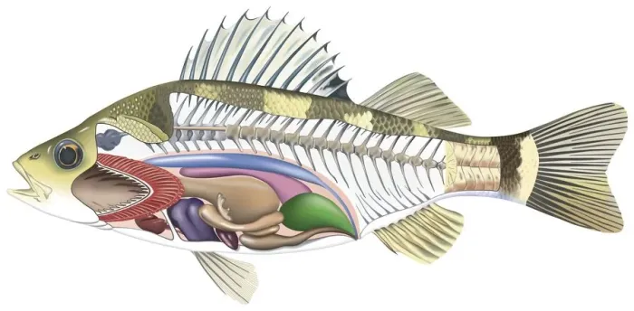 Framed Print : Cross-section diagram of a bony fish illustrating skeleton and internal organs, side view