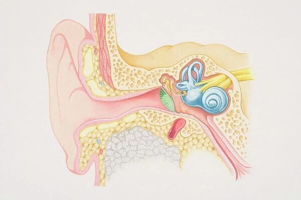 Cross-section diagram of the human ear