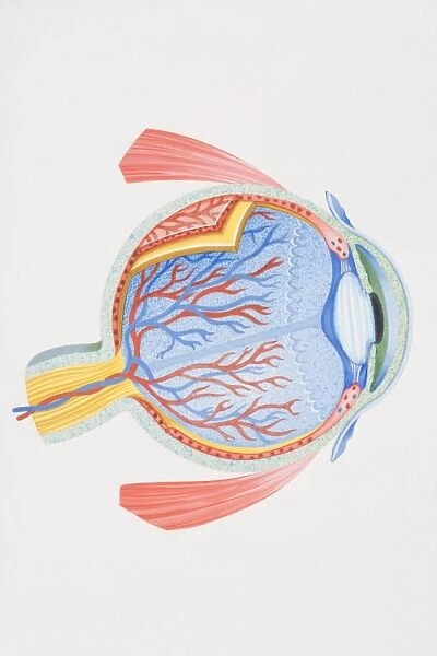Cross-section diagram of human eye