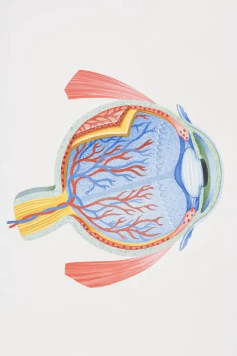 Framed Print : Cross-section diagram of human eye Framed Print : Cross-section diagram of human eye