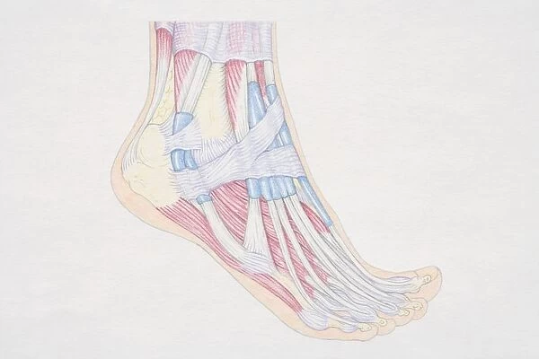 Cross-section diagram of human foot, side view