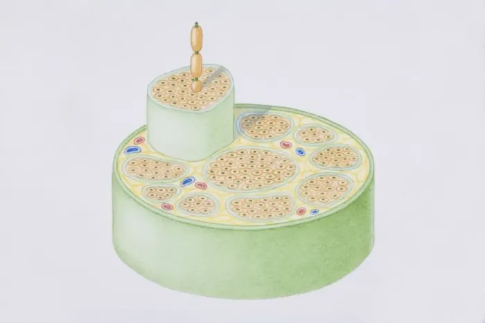 Framed Print : Cross-section diagram of a human nerve fascicle, including a bundle of nerve fibres, blood vessels and myelin sheath
