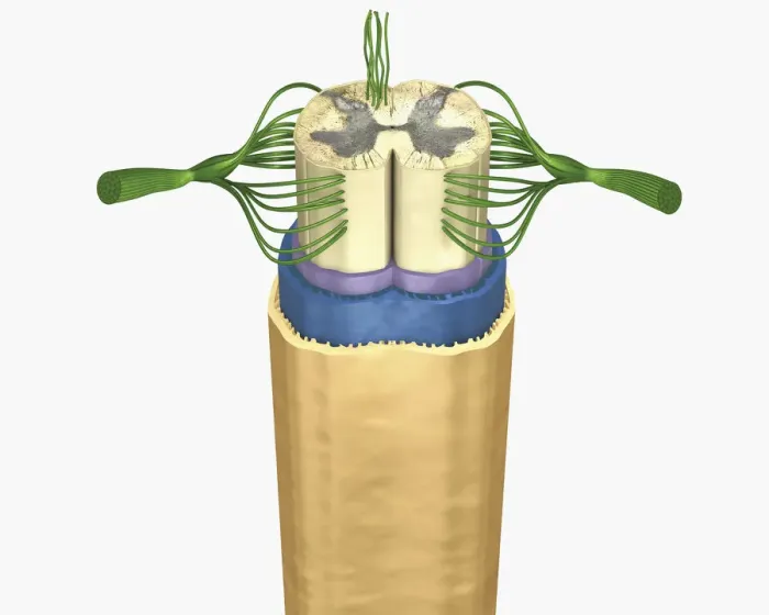 Framed Print : Cross section digital illustration of spinal cord and nerves