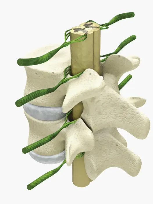 Framed Print : Cross section digital illustration of spinal cord and nerves surrounded by vertebra Framed Print : Cross section digital illustration of spinal cord and nerves surrounded by vertebra