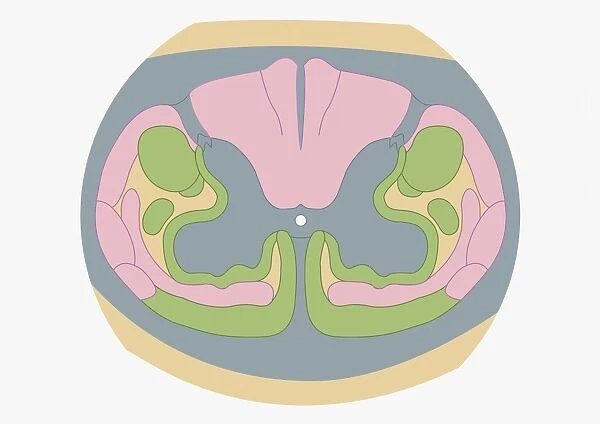Cross section digital illustration of spinal nerve fibres and convey motor signals highlighted in pink and green