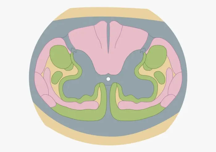 Framed Print : Cross section digital illustration of spinal nerve fibres and convey motor signals highlighted in pink and green