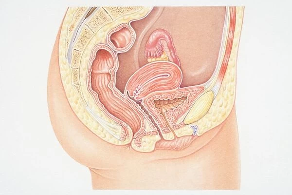 Cross section of female urinary system