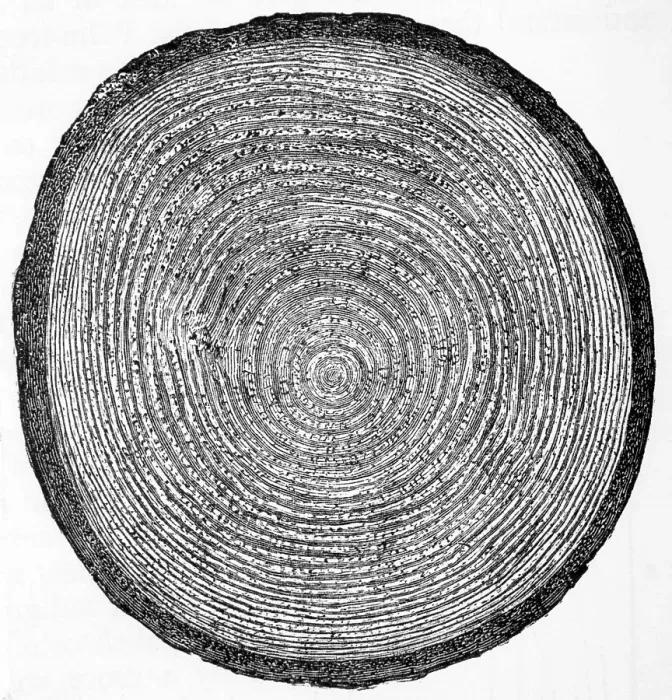 Framed Print : Cross Section of Fir Trunk Framed Print : Cross Section of Fir Trunk