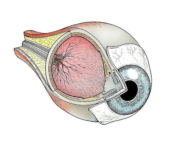 Cross-section of human eye