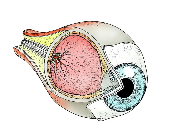 Framed Print : Cross-section of human eye Framed Print : Cross-section of human eye