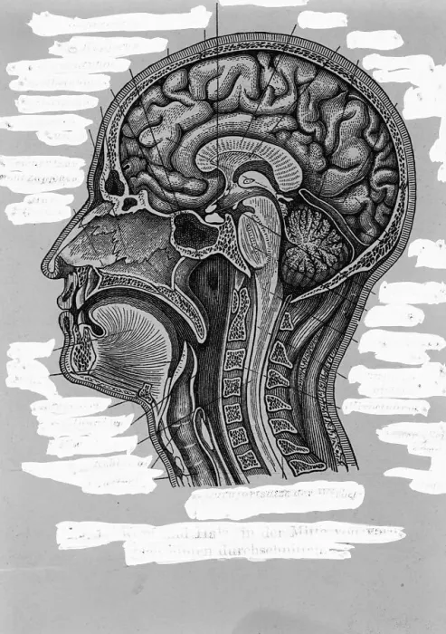 Framed Print : Cross-Section of Human Head and Neck Framed Print : Cross-Section of Human Head and Neck