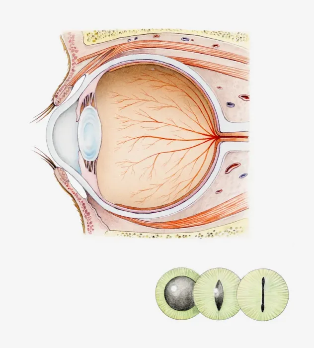 Framed Print : Cross section iIllustration of eye of domestic cat with inset illustrations of green iris and black pupils
