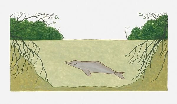 Cross section illustration of Amazon River Dolphin (Inia geoffrensis)