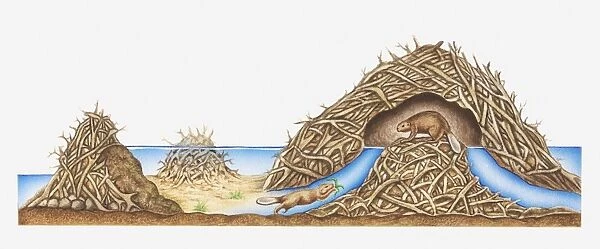 Cross-section illustration of a beaver lodge