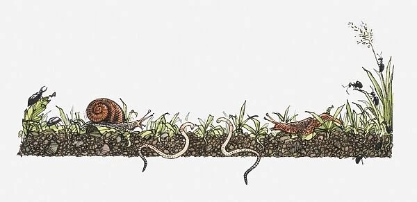 Cross section illustration of beetles, snails, earth worms, slugs and ants