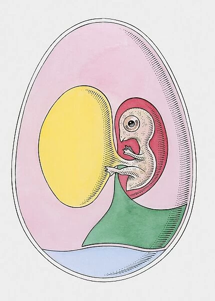 Cross section illustration of bird embryo inside egg
