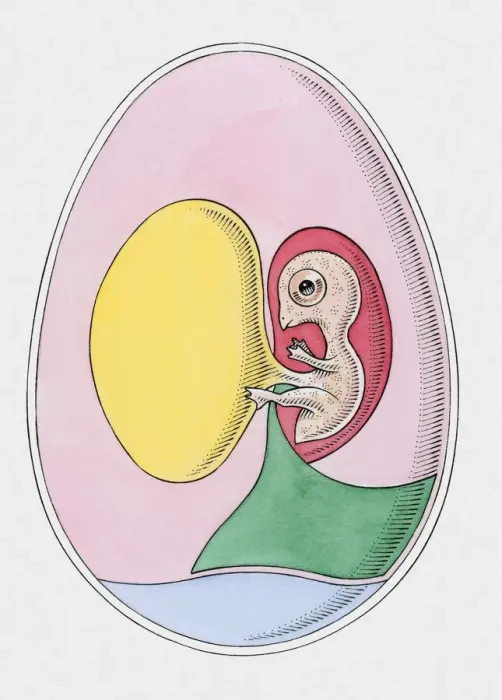 Framed Print : Cross section illustration of bird embryo inside egg Framed Print : Cross section illustration of bird embryo inside egg