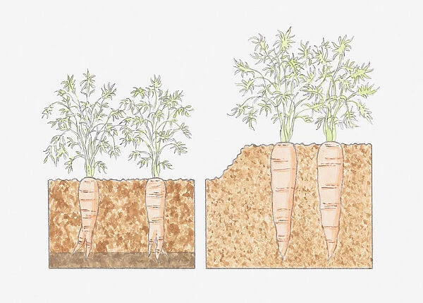Cross section illustration of carrots growing in deep beds where roots reach deeper into fertile soil