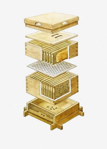 Cross section illustration of disassembled wooden beehive