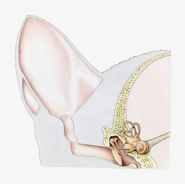 Framed Print : Cross section illustration of ear of domestic cat (Felis Catus)