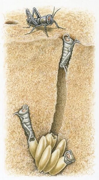 Cross section illustration of female locust with nymphs digging their way out of burrow