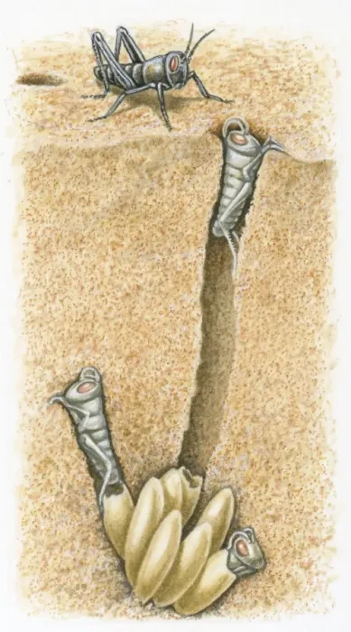Framed Print : Cross section illustration of female locust with nymphs digging their way out of burrow Framed Print : Cross section illustration of female locust with nymphs digging their way out of burrow