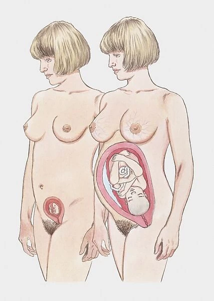 Cross section illustration of fisrt and last stages of pregnancy showing development of foetus and b