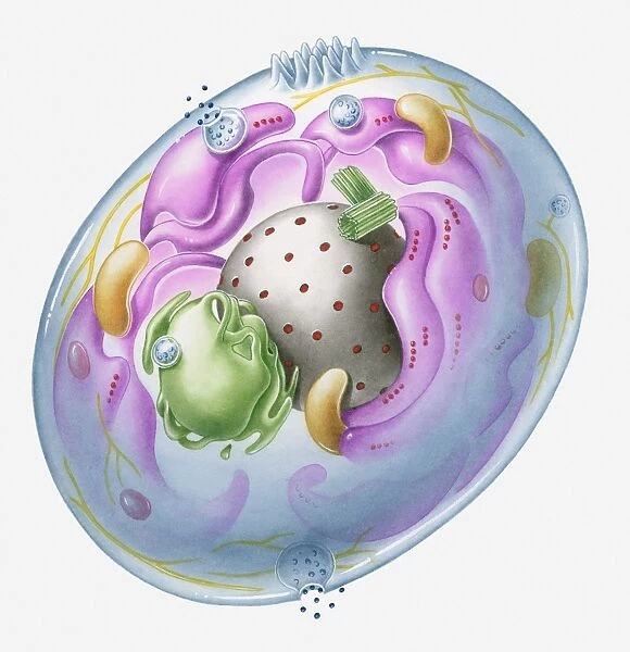 Cross section illustration of generalised human cell with major organelles