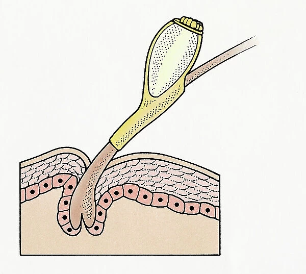 Cross section illustration of Head Louse (Pediculus humanus capitis) egg on human hair