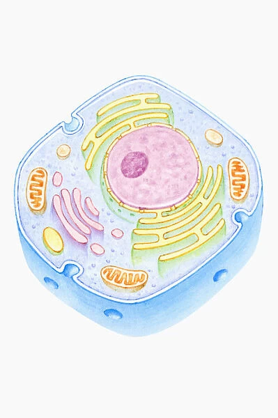 Cross section illustration of human cell