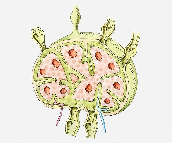 Cross section illustration of human lymph node